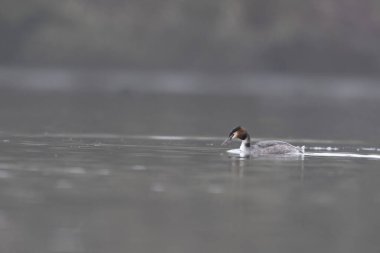 Büyük ibikli Grebe Podiceps kristali gölette