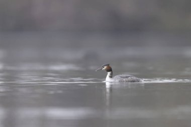Büyük ibikli Grebe Podiceps kristali gölette