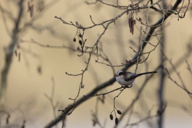 Long-tailed Tit Aegithalos caudatus europaeus from France in close view