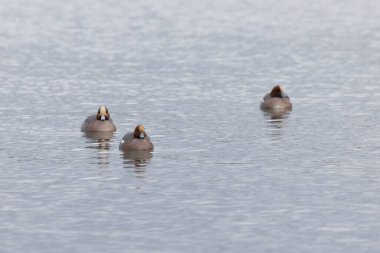 Mareca Anas Penelope Avrasya Wigeon, Doğu Fransa, Alsace 'deki Ren nehrinde kış konuğu.