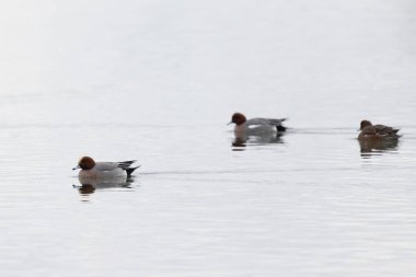 Mareca Anas Penelope Avrasya Wigeon, Doğu Fransa, Alsace 'deki Ren nehrinde kış konuğu.