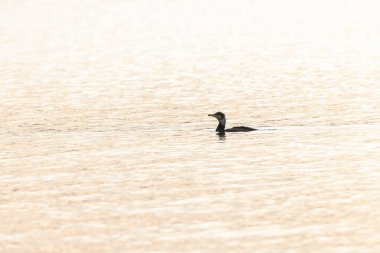 Ulu Karabatak Phalacrocorax karbonhidratı havada