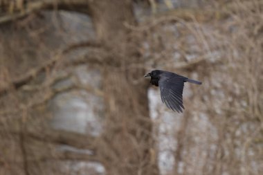 Kış boyunca leş kargası Corvus corone
