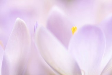 İlkbaharın başlarında kır çiçeklerinin yakın plan çekimi