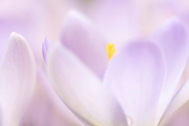 İlkbaharın başlarında kır çiçeklerinin yakın plan çekimi