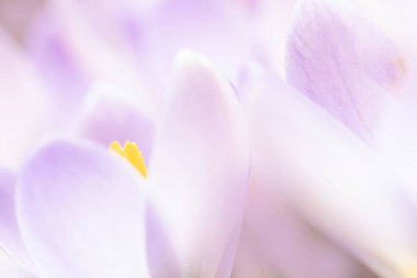 İlkbaharın başlarında kır çiçeklerinin yakın plan çekimi