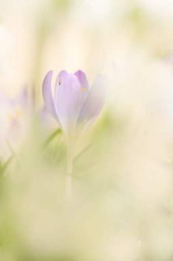 İlkbaharın başlarında kır çiçeklerinin yakın plan çekimi