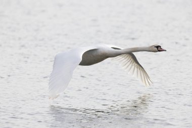 Mute Swan Cygnus olor swimming or taking off from a pond in the early morning clipart