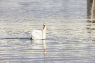 Mute Swan Cygnus olor swimming or taking off from a pond in the early morning clipart