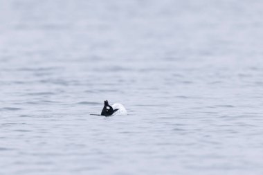 Kışın Ren Nehri 'nde yüzen Goldeneye Bucephala clurla