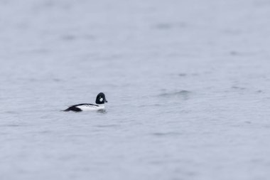 Kışın Ren Nehri 'nde yüzen Goldeneye Bucephala clurla