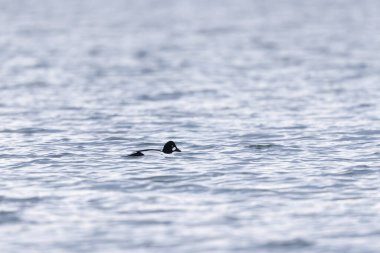 Kışın Ren Nehri 'nde yüzen Goldeneye Bucephala clurla