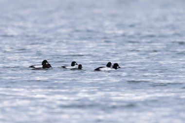 Kışın Ren Nehri 'nde yüzen Goldeneye Bucephala clurla