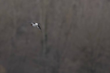 Kışın Ren Nehri 'nde yüzen Goldeneye Bucephala clurla