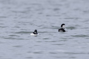 Kışın Ren Nehri 'nde yüzen Goldeneye Bucephala clurla
