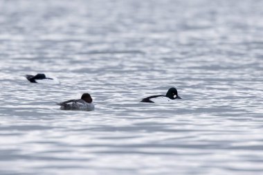Kışın Ren Nehri 'nde yüzen Goldeneye Bucephala clurla