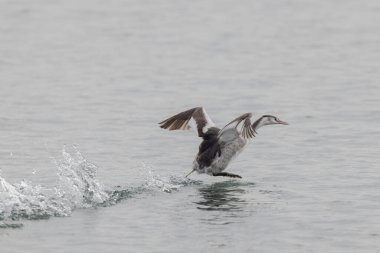 Büyük ibikli Grebe Podiceps kristali gölette