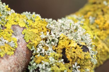 Lichen Xanthoria parietina ölü dalda