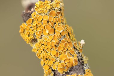 Lichen Xanthoria parietina ölü dalda
