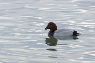 Aythya Ferina kışın Ren Nehri 'nde yüzer.