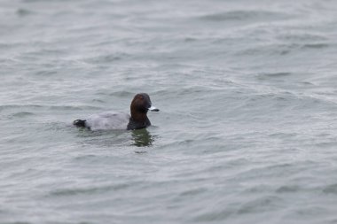 Aythya Ferina kışın Ren Nehri 'nde yüzer.