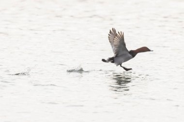 Aythya Ferina kışın Ren Nehri 'nde yüzer.