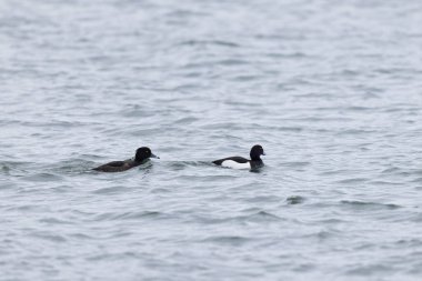 Tufted Duck Aythya fuligula yüzüyor ya da Ren, Alsace, Doğu Fransa üzerinde uçuyor