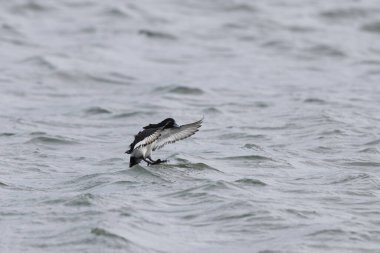 Tufted Duck Aythya fuligula yüzüyor ya da Ren, Alsace, Doğu Fransa üzerinde uçuyor