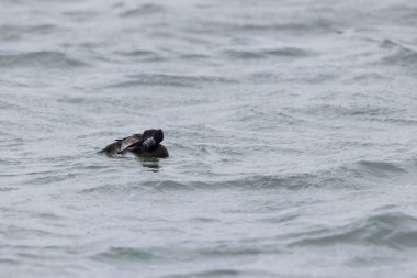Tufted Duck Aythya fuligula yüzüyor ya da Ren, Alsace, Doğu Fransa üzerinde uçuyor