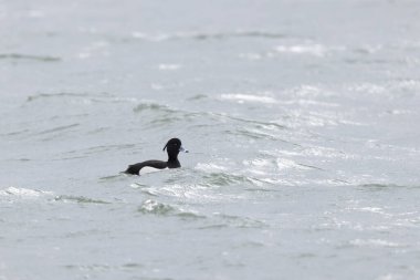 Tufted Duck Aythya fuligula yüzüyor ya da Ren, Alsace, Doğu Fransa üzerinde uçuyor