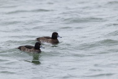Tufted Duck Aythya fuligula yüzüyor ya da Ren, Alsace, Doğu Fransa üzerinde uçuyor