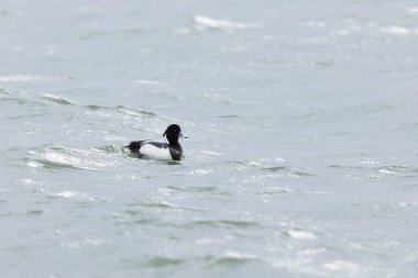 Tufted Duck Aythya fuligula yüzüyor ya da Ren, Alsace, Doğu Fransa üzerinde uçuyor