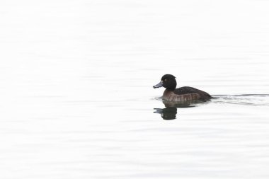 Tufted Duck Aythya fuligula yüzüyor ya da Ren, Alsace, Doğu Fransa üzerinde uçuyor
