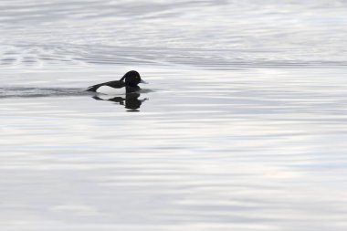 Tufted Duck Aythya fuligula yüzüyor ya da Ren, Alsace, Doğu Fransa üzerinde uçuyor