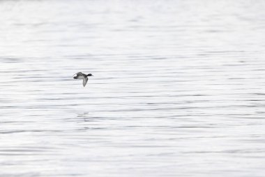 Tufted Duck Aythya fuligula yüzüyor ya da Ren, Alsace, Doğu Fransa üzerinde uçuyor