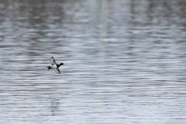 Tufted Duck Aythya fuligula yüzüyor ya da Ren, Alsace, Doğu Fransa üzerinde uçuyor