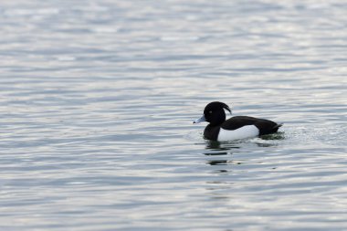 Tufted Duck Aythya fuligula yüzüyor ya da Ren, Alsace, Doğu Fransa üzerinde uçuyor