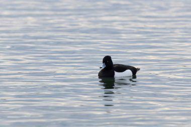Tufted Duck Aythya fuligula yüzüyor ya da Ren, Alsace, Doğu Fransa üzerinde uçuyor