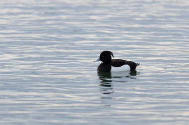 Tufted Duck Aythya fuligula yüzüyor ya da Ren, Alsace, Doğu Fransa üzerinde uçuyor