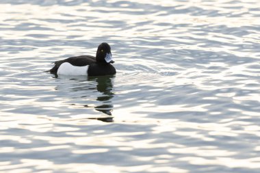 Tufted Duck Aythya fuligula yüzüyor ya da Ren, Alsace, Doğu Fransa üzerinde uçuyor