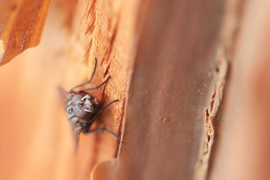 Diptera, Fransa 'nın Alsace şehrinde ilkbaharın başlarında bir duvarda oturuyor.