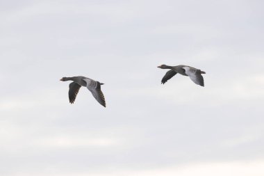 Gri-lag kaz Anser anser kışı Ren, Fransa 'da geçiriyor.