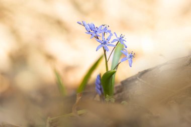 İlkbaharın başlarında Alsace 'de bifolia alp ciyaklaması.