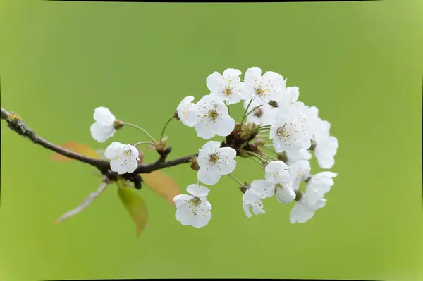 Цвітіння Вишні Початку Весни Ліцензійні Стокові Зображення