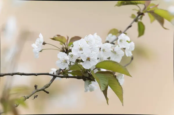 Blühende Kirsche Zeitigen Frühling Stockfoto