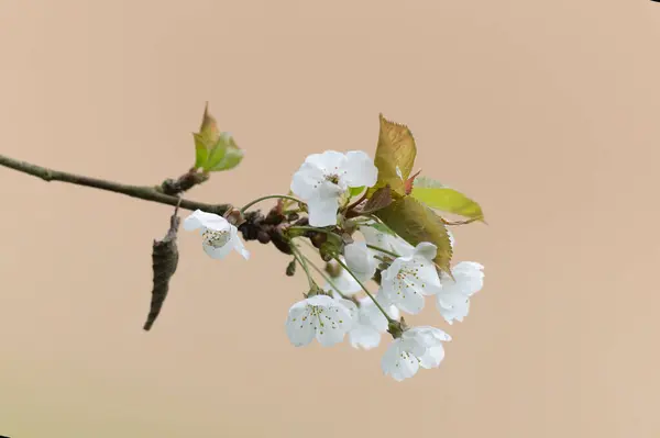 Blühende Kirsche Zeitigen Frühling Stockfoto