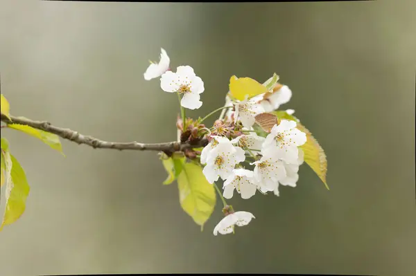 Blühende Kirsche Zeitigen Frühling Stockbild