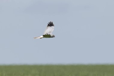 Erkek Hen Sirki siyaneusu orta Fransa 'da uçuyor.