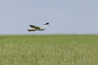 Erkek Hen Sirki siyaneusu orta Fransa 'da uçuyor.
