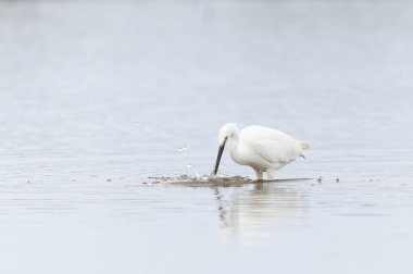 Küçük Egret Egretta Garzetta Brittany 'de bir bataklıkta